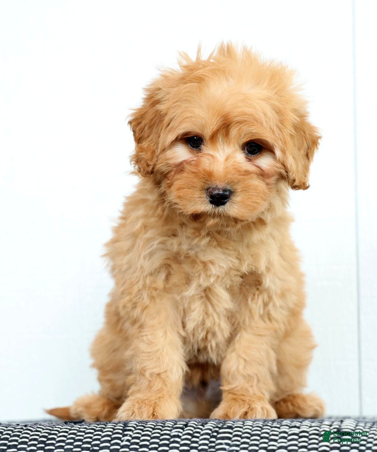 Mini Goldendoodle dogs Tucker - Ad 2