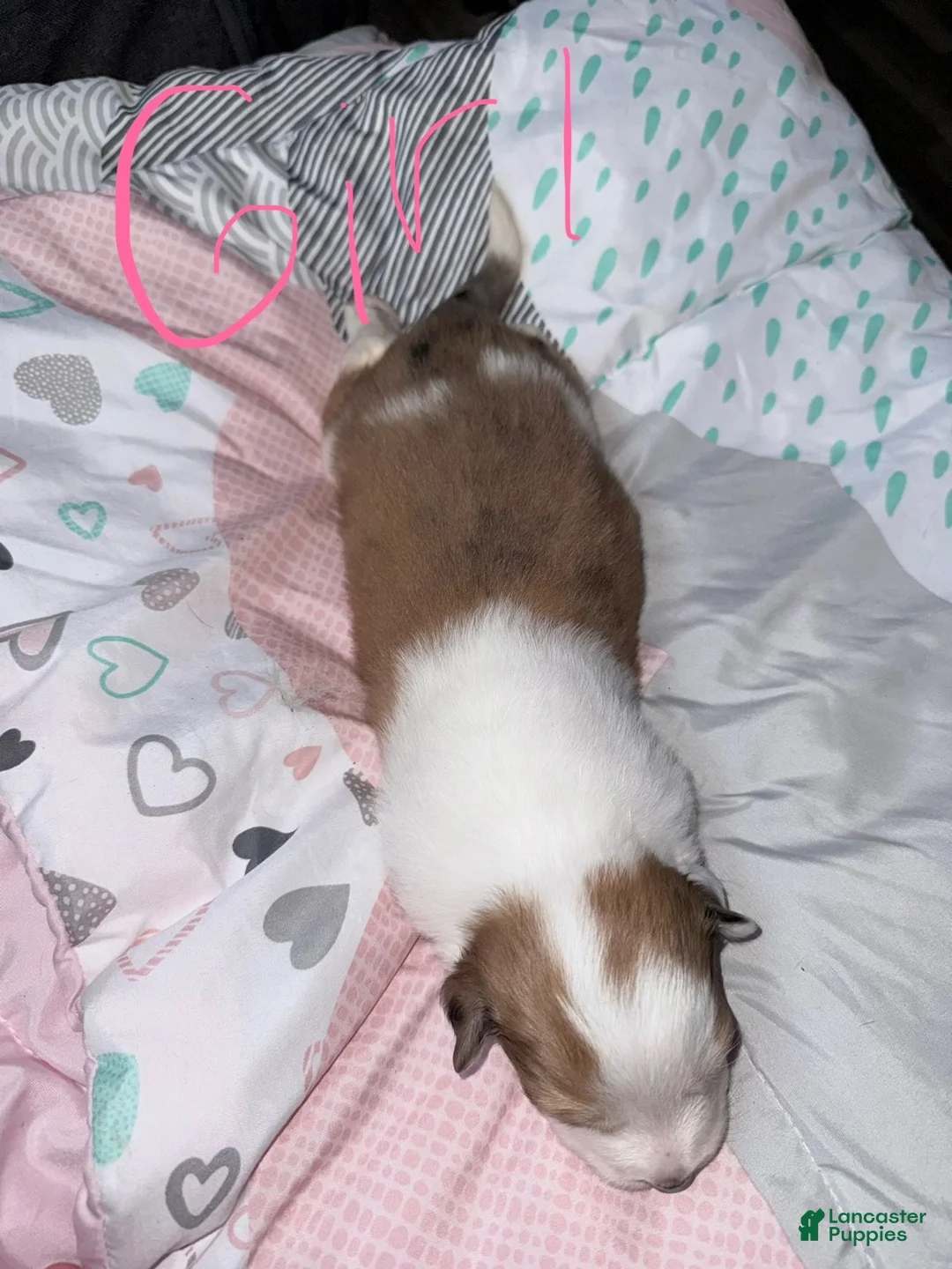 Mixed Breed dogs for sale: Mixed Breed 6 - Ad 2