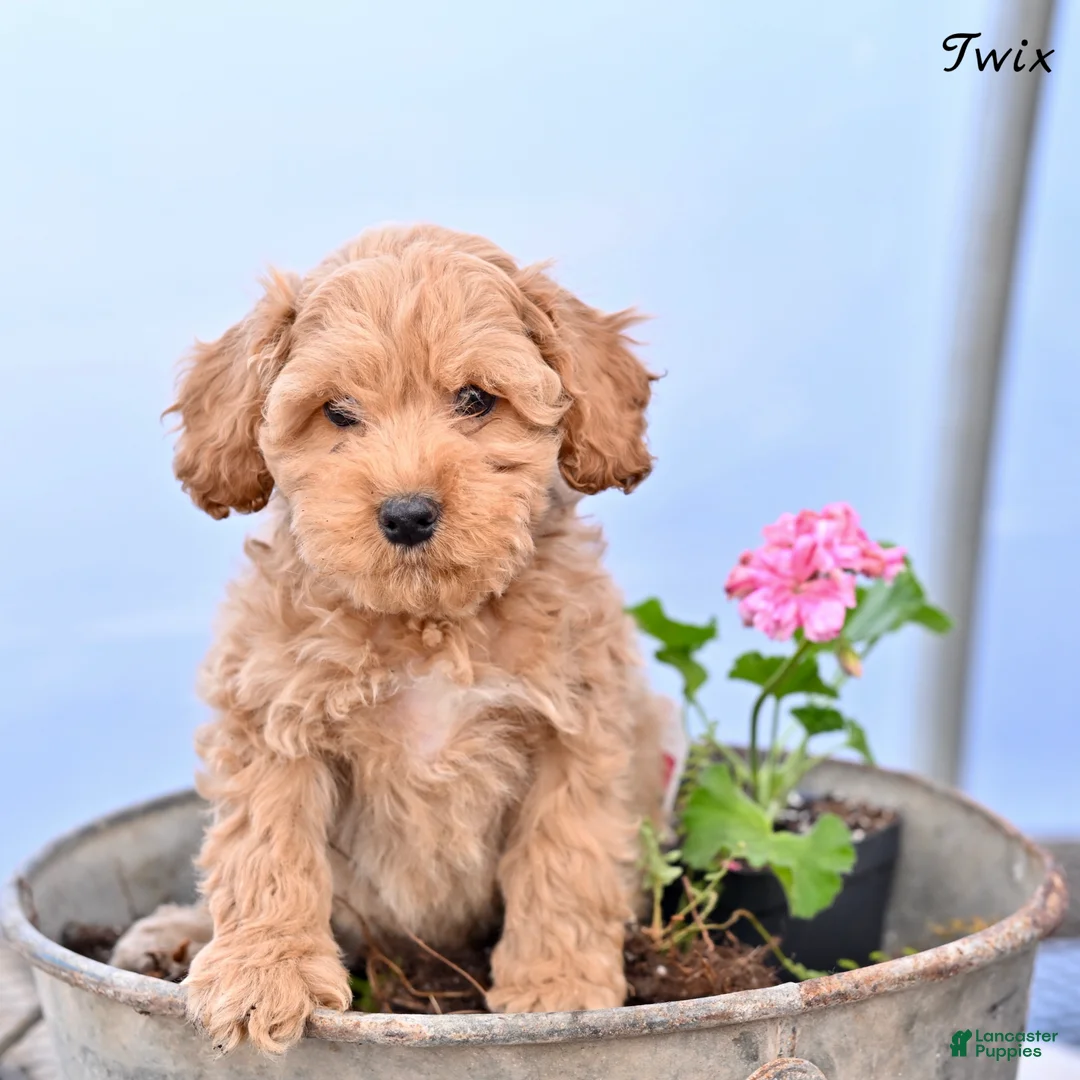 Cockapoo dogs for sale: Twix - Ad 1
