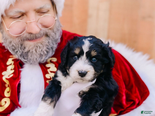 Mixed Breed dogs Gus - Ad 39