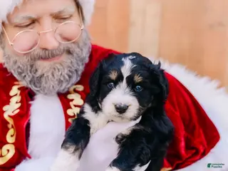 Mixed Breed dogs Gus - Ad 28