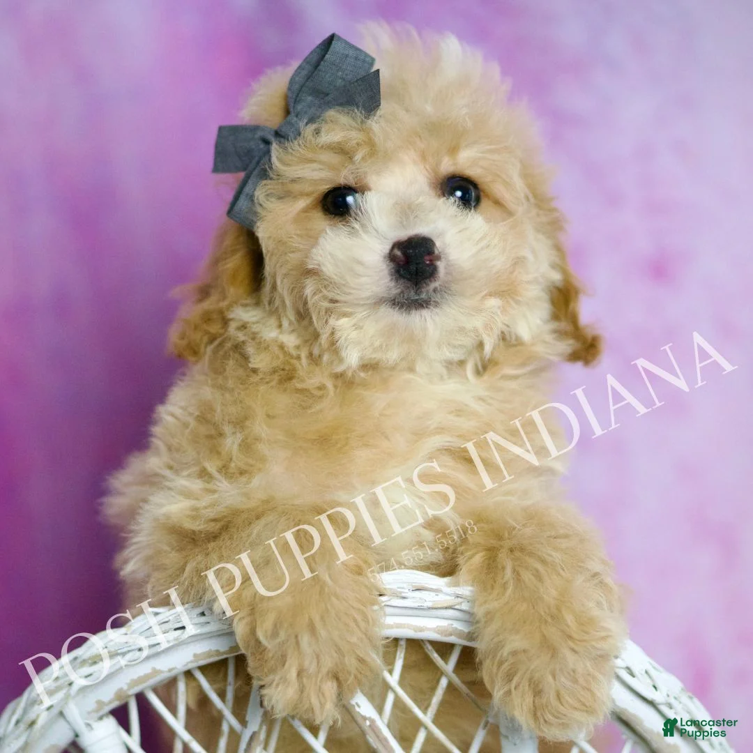 Toy Poodle dogs for sale: Bingo - Ad 1