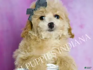 Toy Poodle dogs Bingo - Ad 42