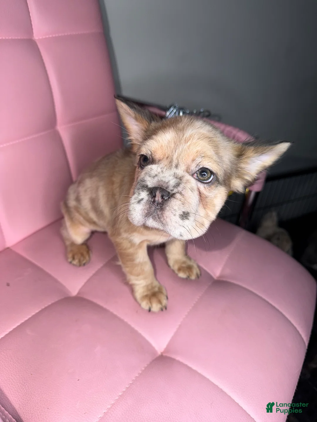 French Bulldog dogs for sale: French Bulldog Puppy 5 - Ad 2