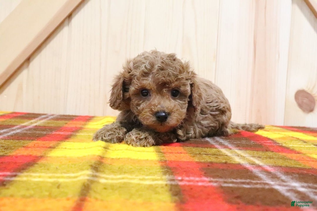 Bichpoo dogs for sale: Izzy - Ad 5