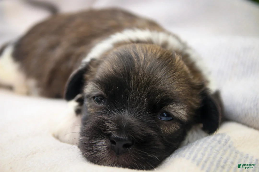 Havanese dogs for sale: Orion Havanese  - Ad 5