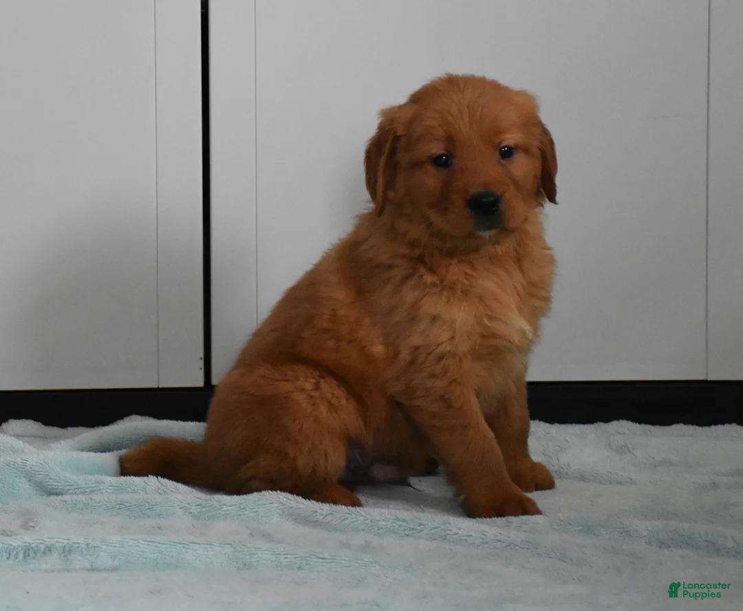 Golden Retriever dogs for sale: Finn    Genetic/OFA - Ad 7