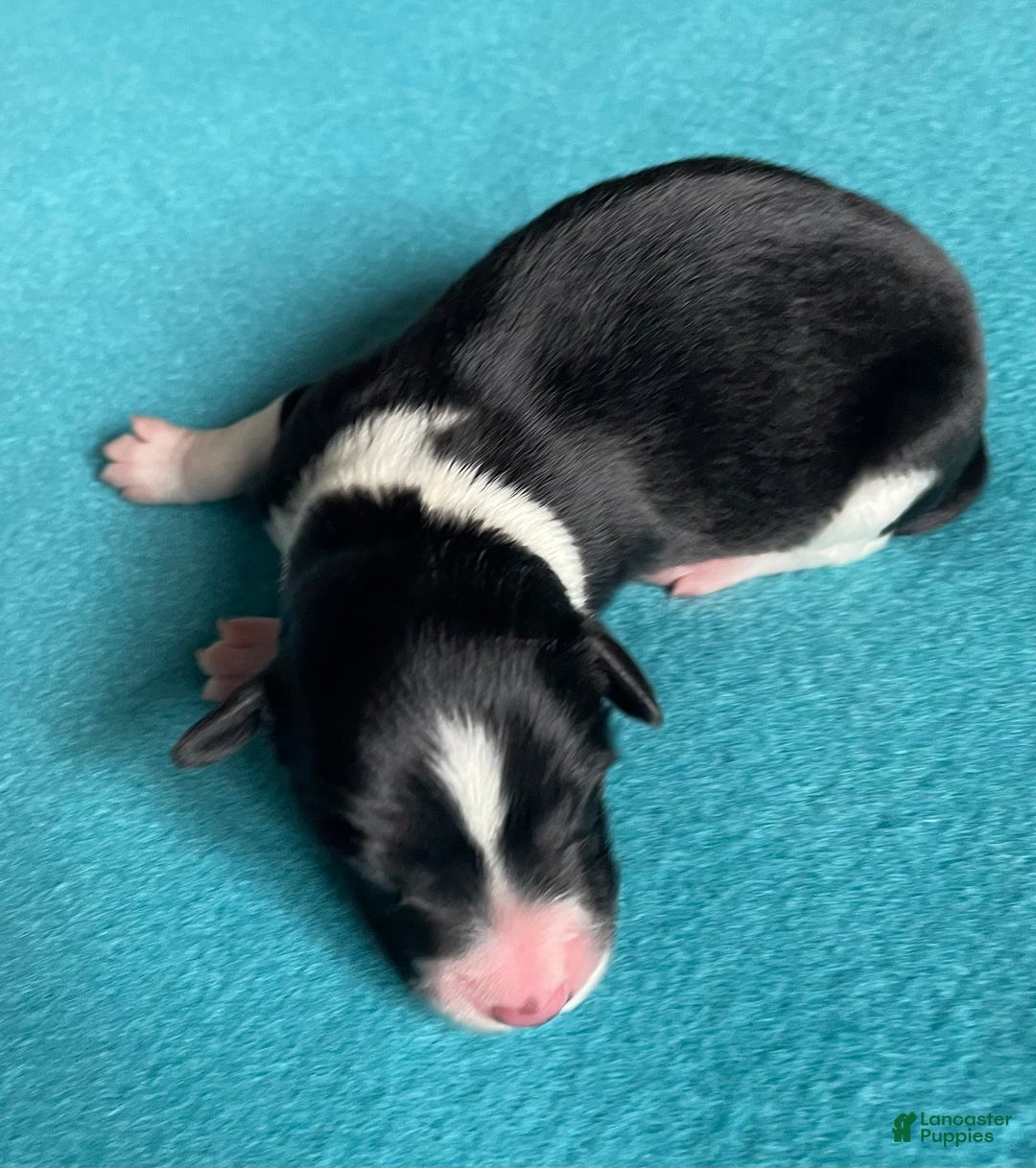 Mixed Breed dogs for sale: Renee - Ad 9