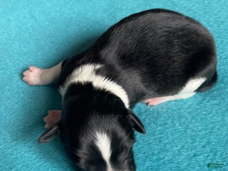 Mixed Breed dogs BW Zig - Ad 10