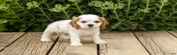 Cocker Spaniel dogs for sale: Checkers - Ad 3