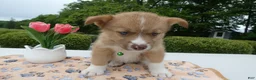 Welsh Corgi Pembroke dogs for sale: Puppy 7 Pal - Ad 4