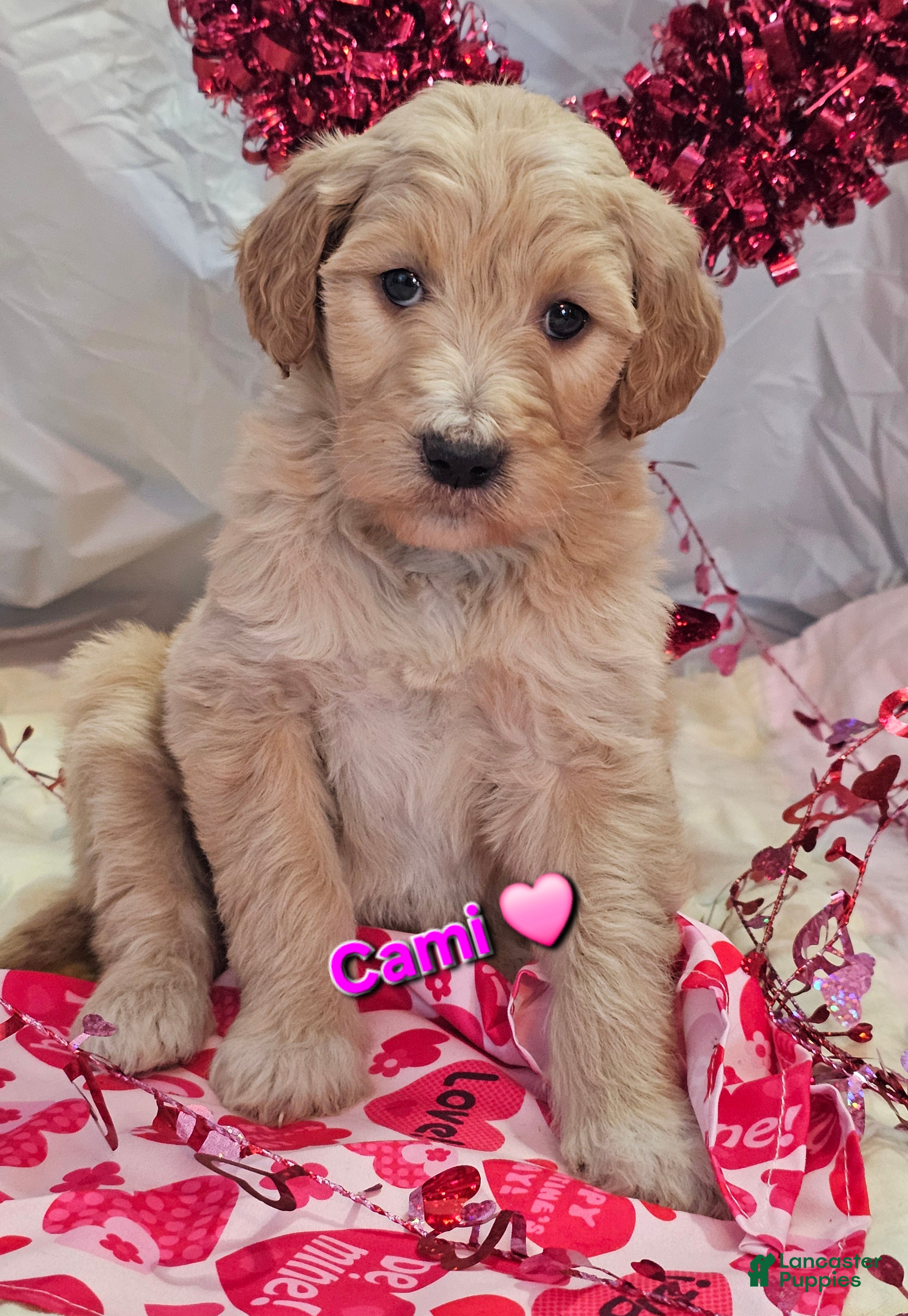 Goldendoodle dogs Cami  - Ad 21
