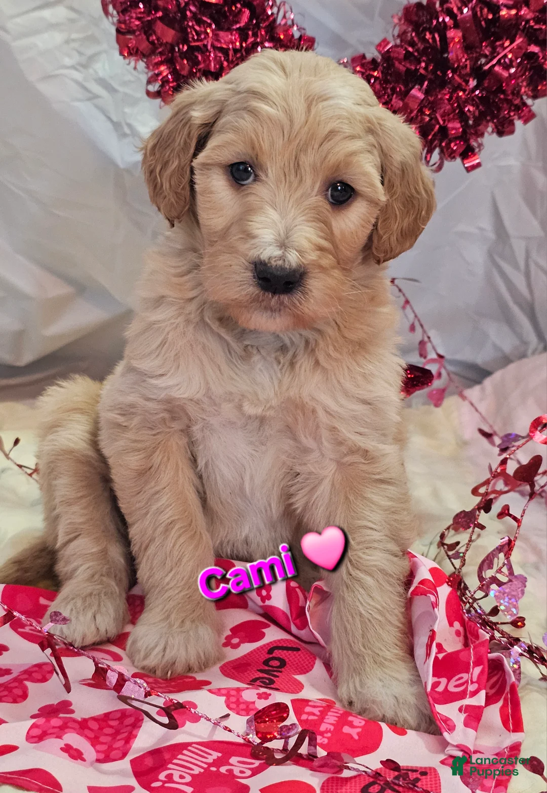 Goldendoodle dogs for sale: Cami  - Ad 1
