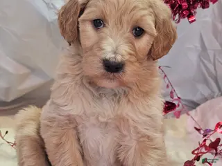 Goldendoodle dogs Cami - Ad 21