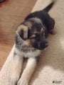 German Shepherd Puppy 5