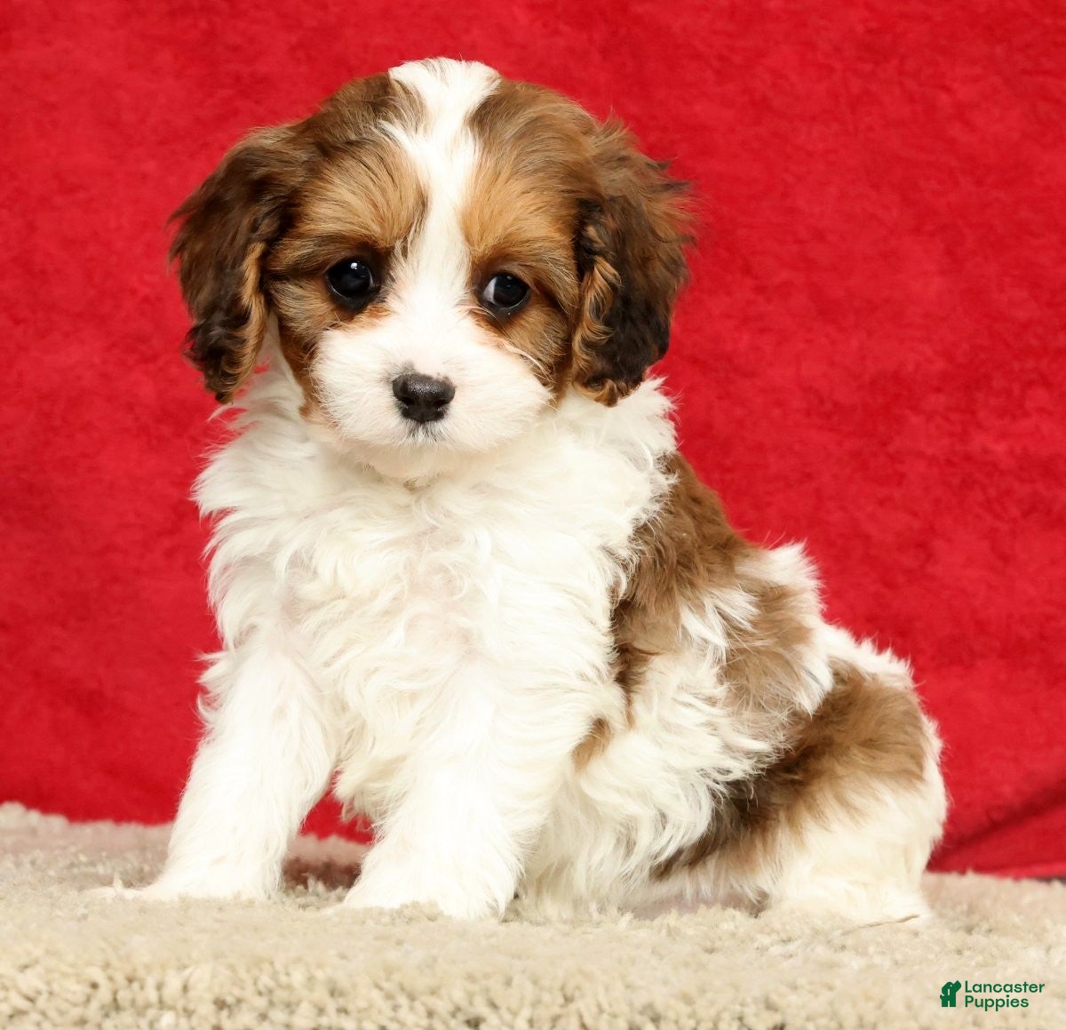 Cavapoo dogs Tara - Ad 1