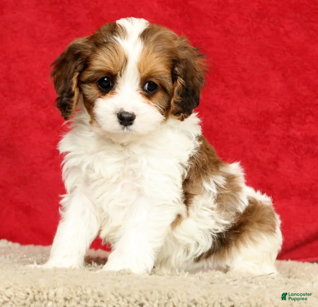 Cavapoo dogs for sale: Tara - Ad 1