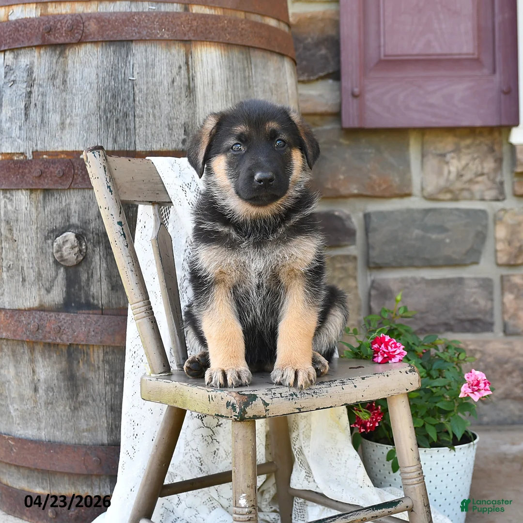 German Shepherd dogs for sale: Brin - Ad 2