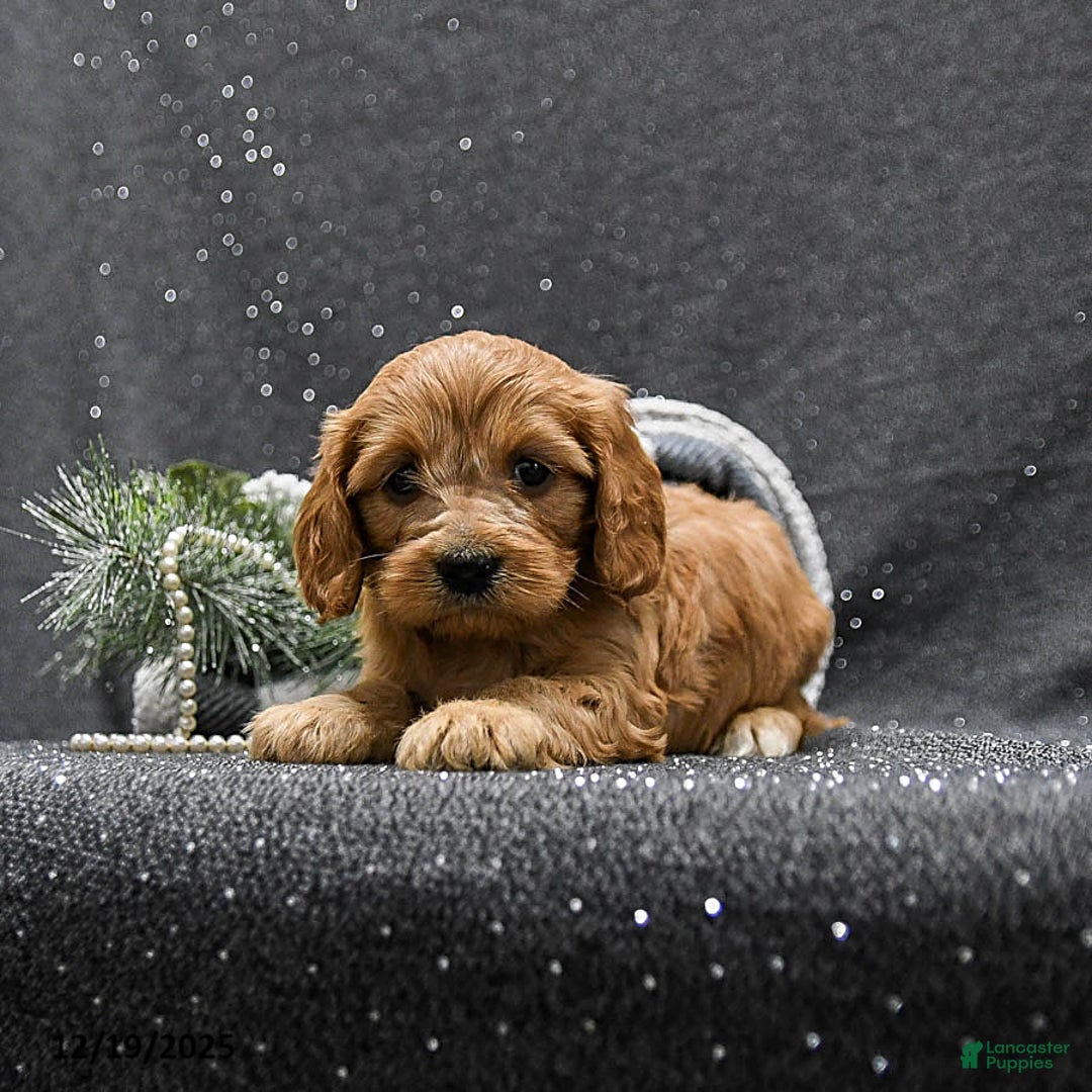 Cavapoo dogs for sale: Princess - Ad 4