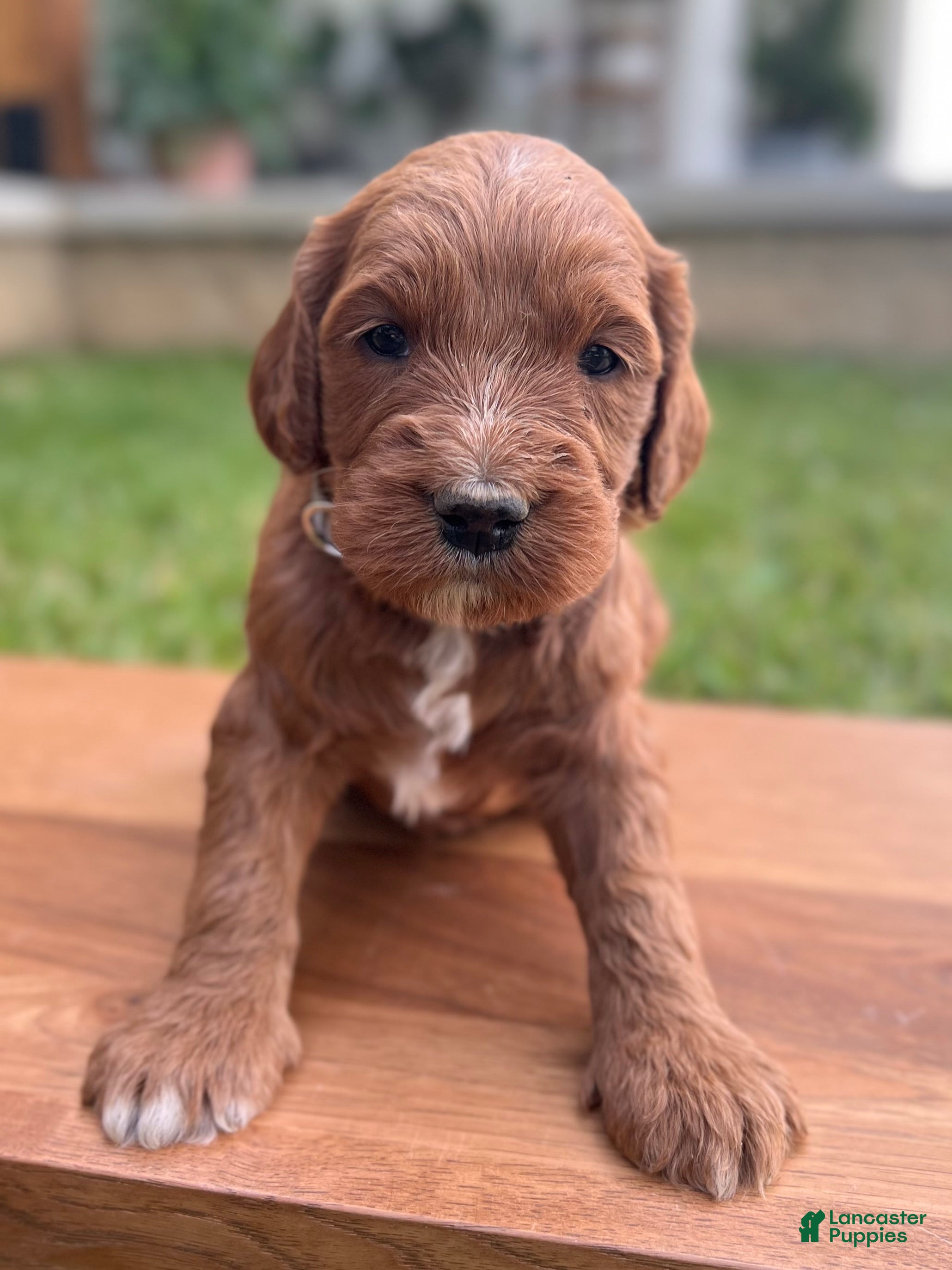 Irish Doodle dogs Willow - Ad 2