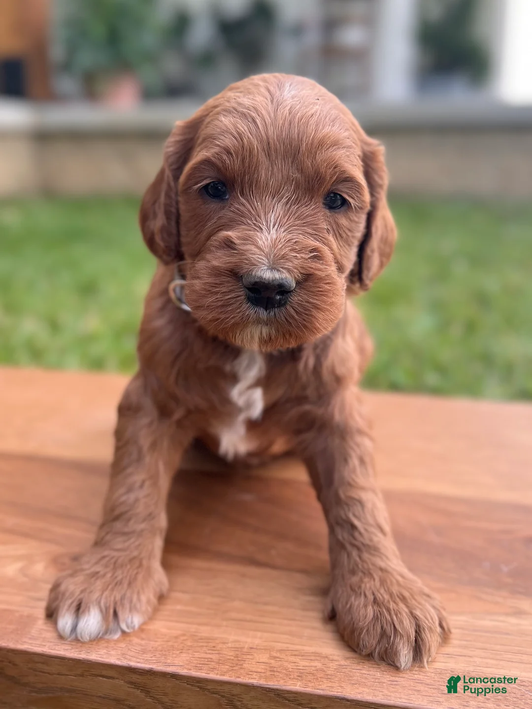 Irish Doodle dogs for sale: Willow - Ad 2