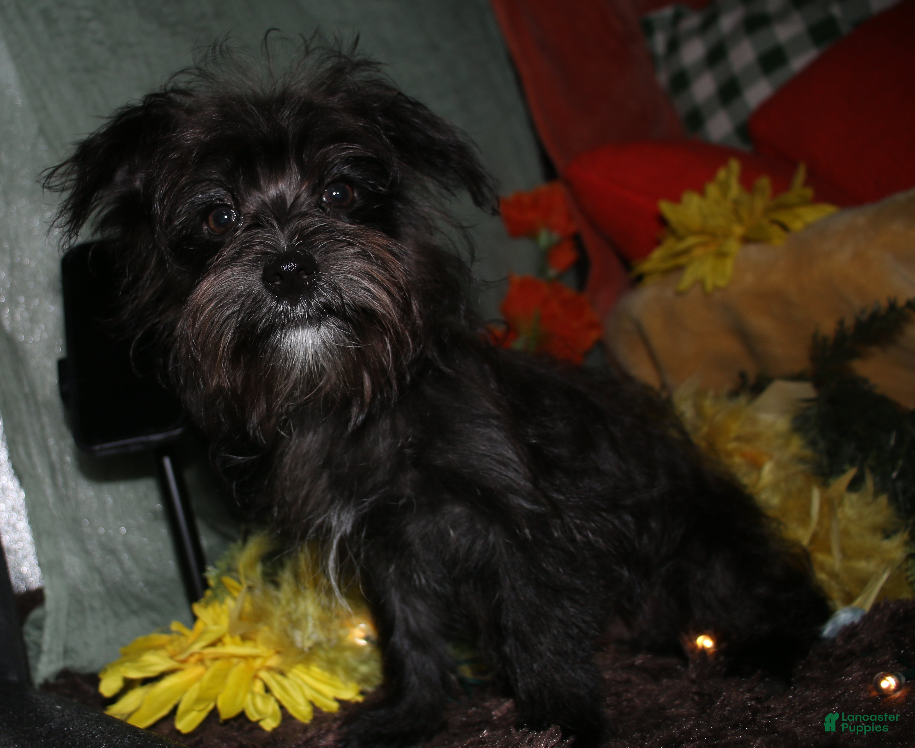 Morkie dogs Frank - Ad 2