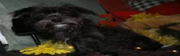 Morkie dogs for sale: Frank - Ad 2