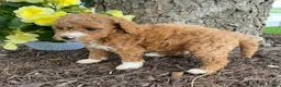 Mini Goldendoodle dogs for sale: Ember- mini/ petite - Ad 4