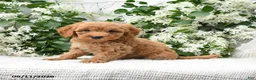 Goldendoodle dogs for sale: Jolene - Ad 4