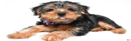 Yorkshire Terrier dogs for sale: Blossom - Ad 5