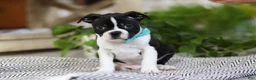 Boston Terrier dogs for sale: Snickers - Ad 5