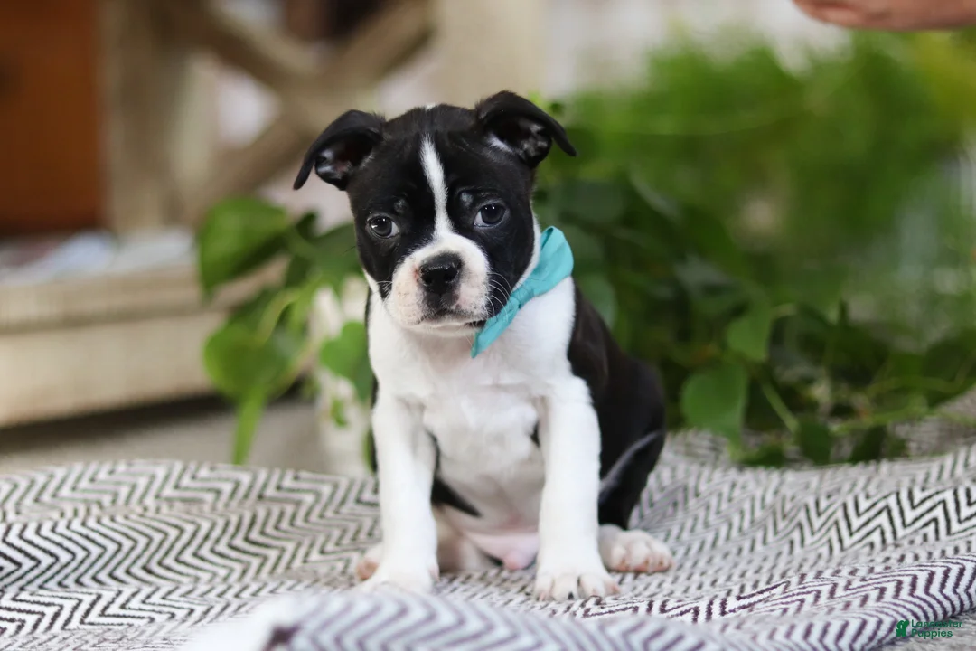 Boston Terrier dogs for sale: Snickers - Ad 5