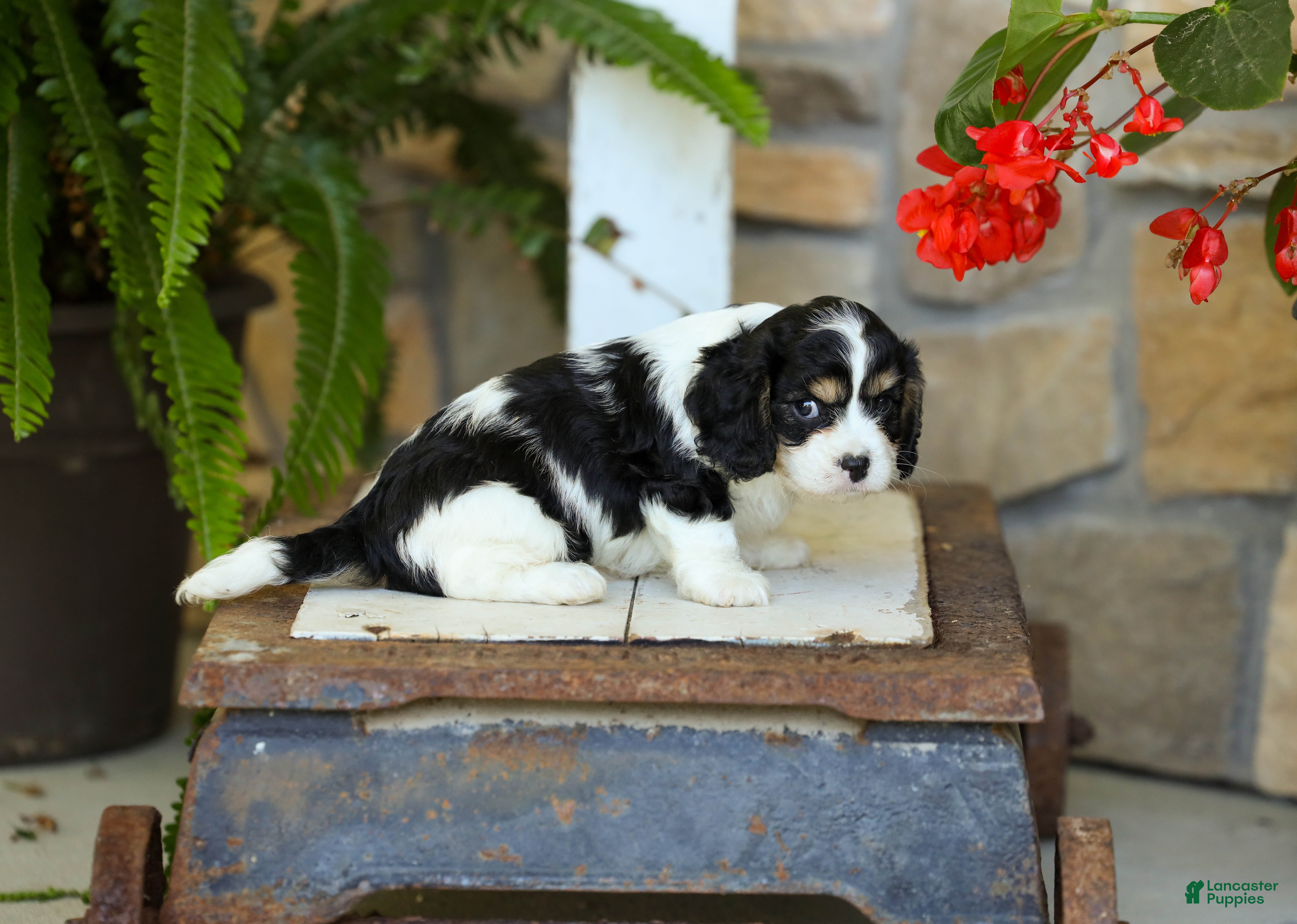 Cavapoo dogs Jackson - Ad 2