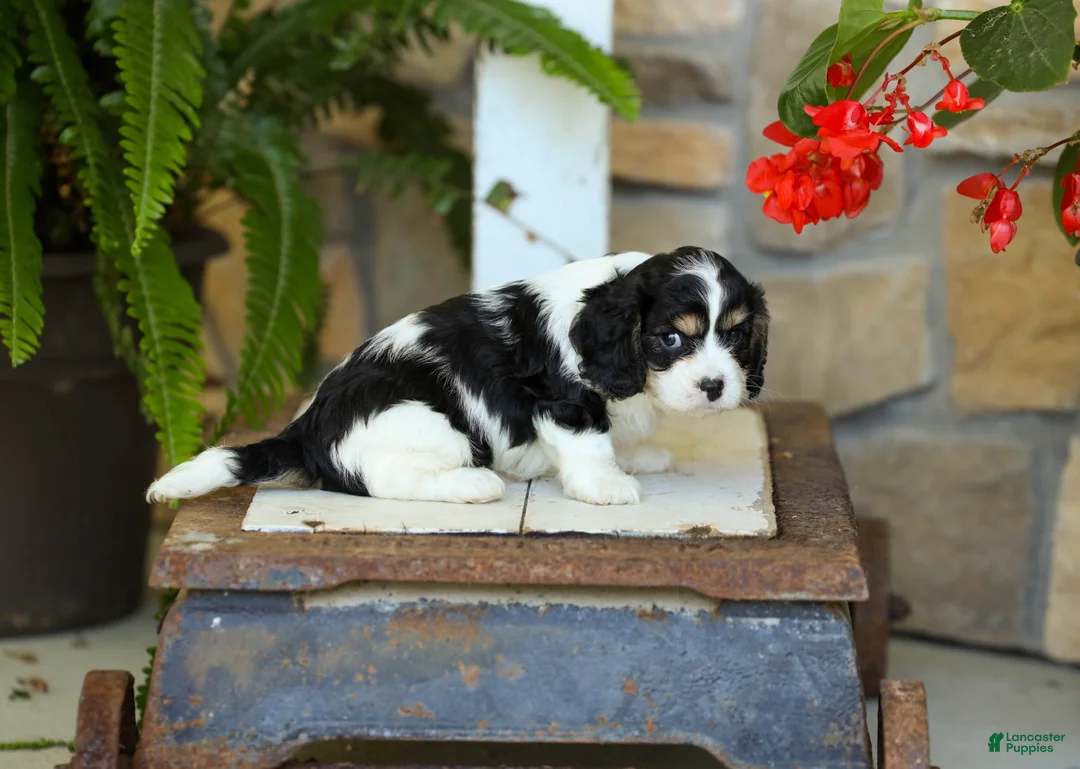 Cavapoo dogs for sale: Jackson - Ad 2