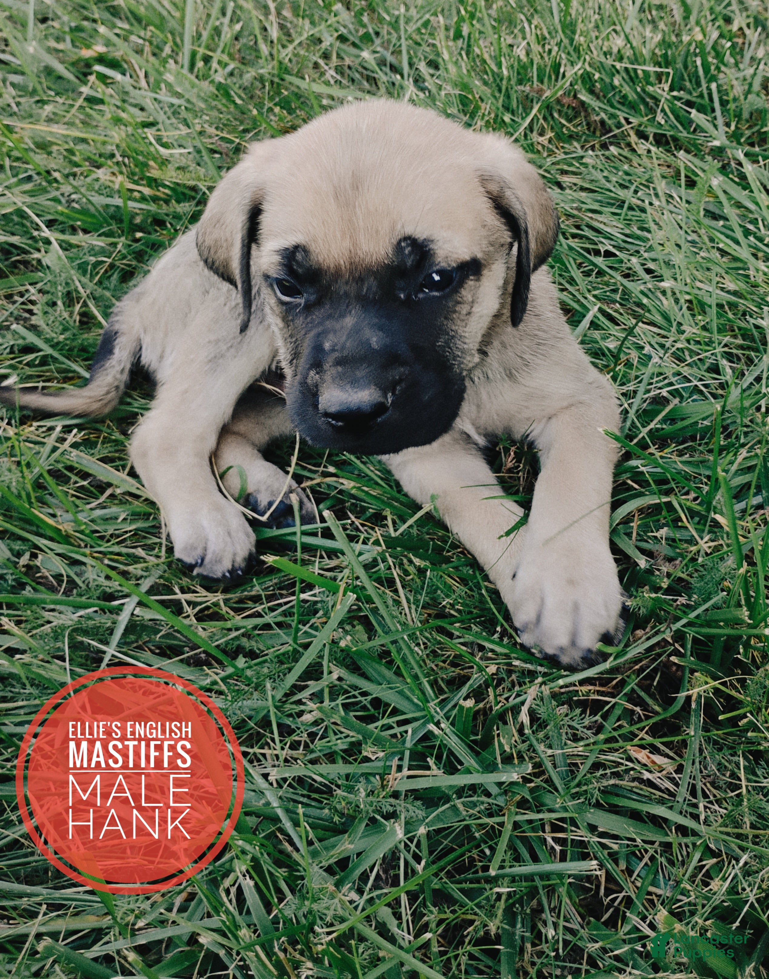 English Mastiff dogs Hank - Ad 1