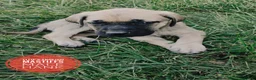 English Mastiff dogs for sale: Hank - Ad 1