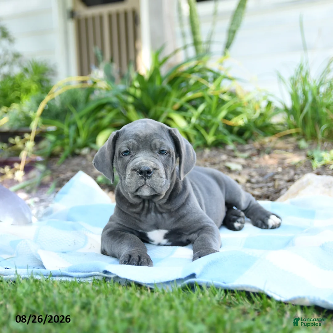 Cane Corso dogs for sale: Wish - Ad 3