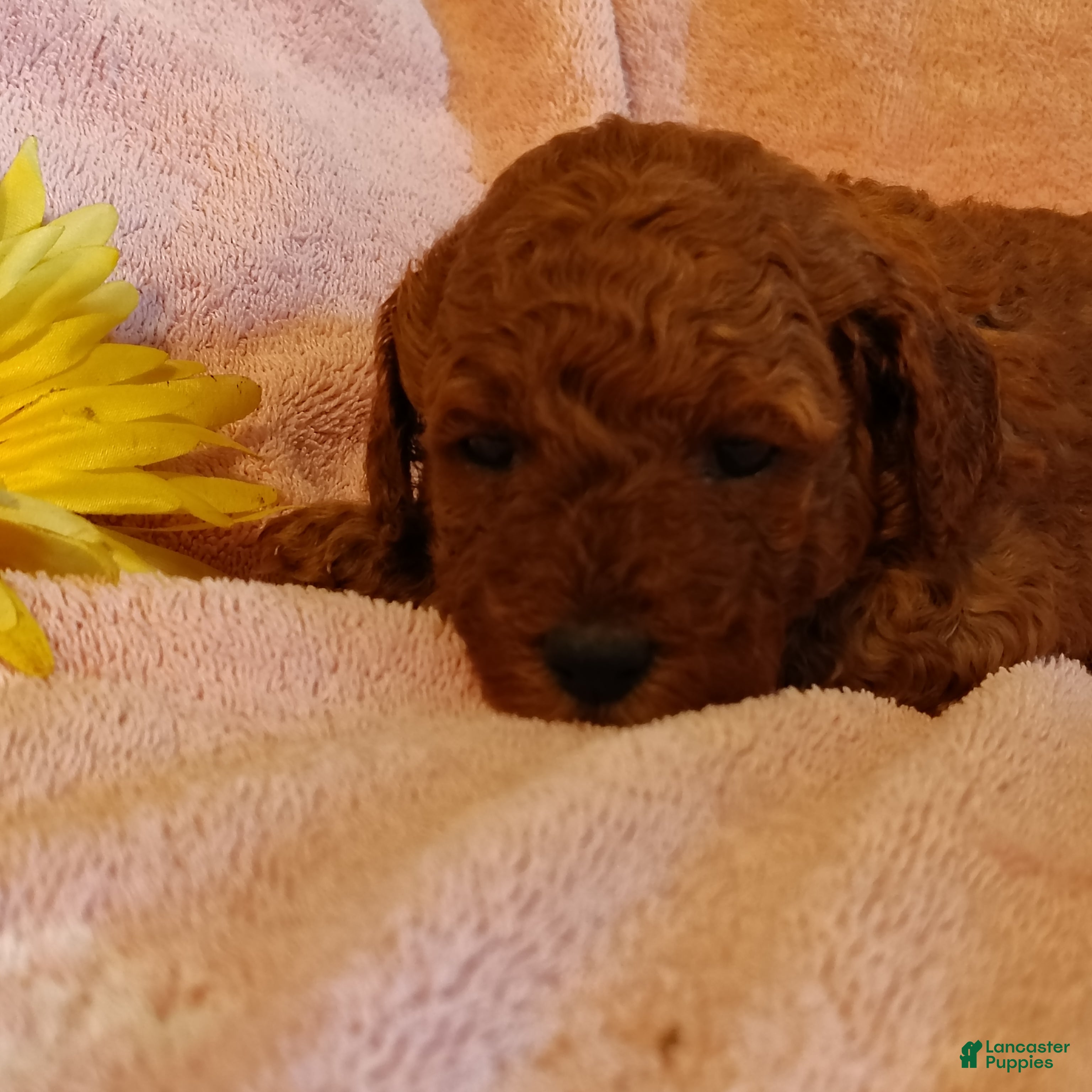 Mini Goldendoodle dogs Sunshine - Ad 1