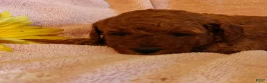Sunshine