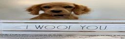 Cavapoo dogs for sale: Marshall Cavapoo Puppy  - Ad 1