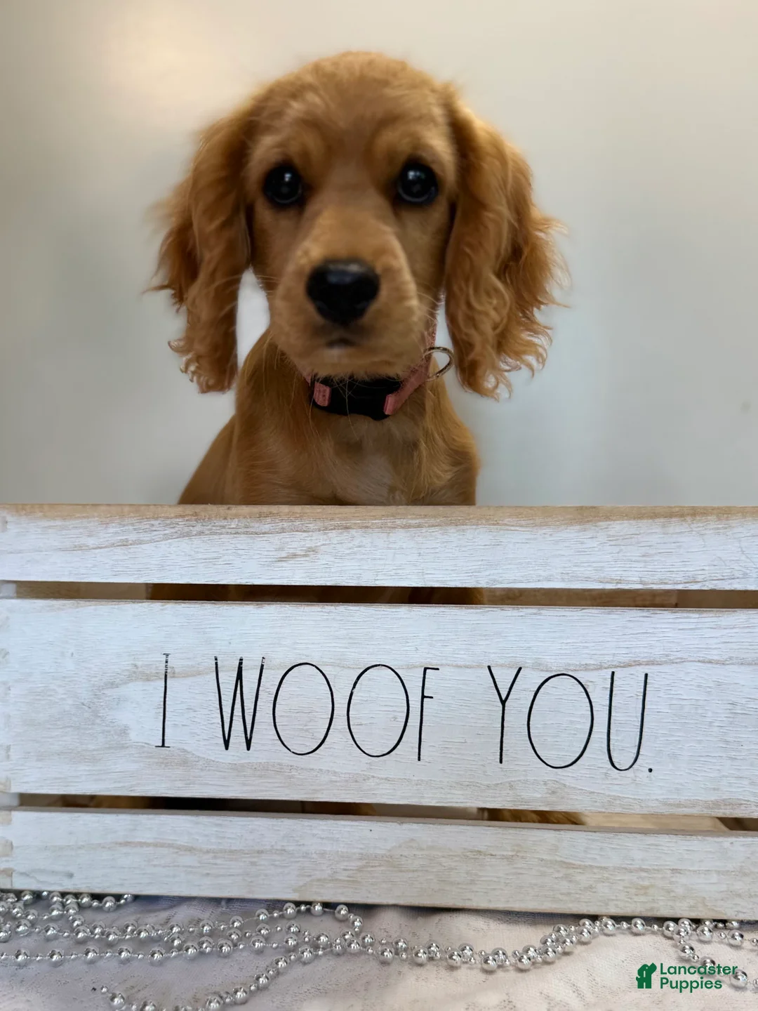 Cavapoo dogs for sale: Marshall Cavapoo Puppy  - Ad 1