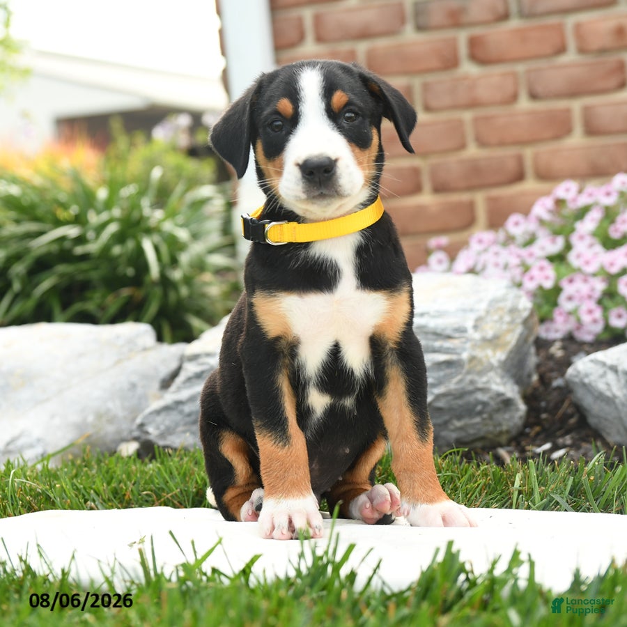Greater Swiss Mountain Dog dogs Patriot - Ad 1