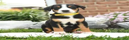 Greater Swiss Mountain Dog dogs for sale: Patriot - Ad 1