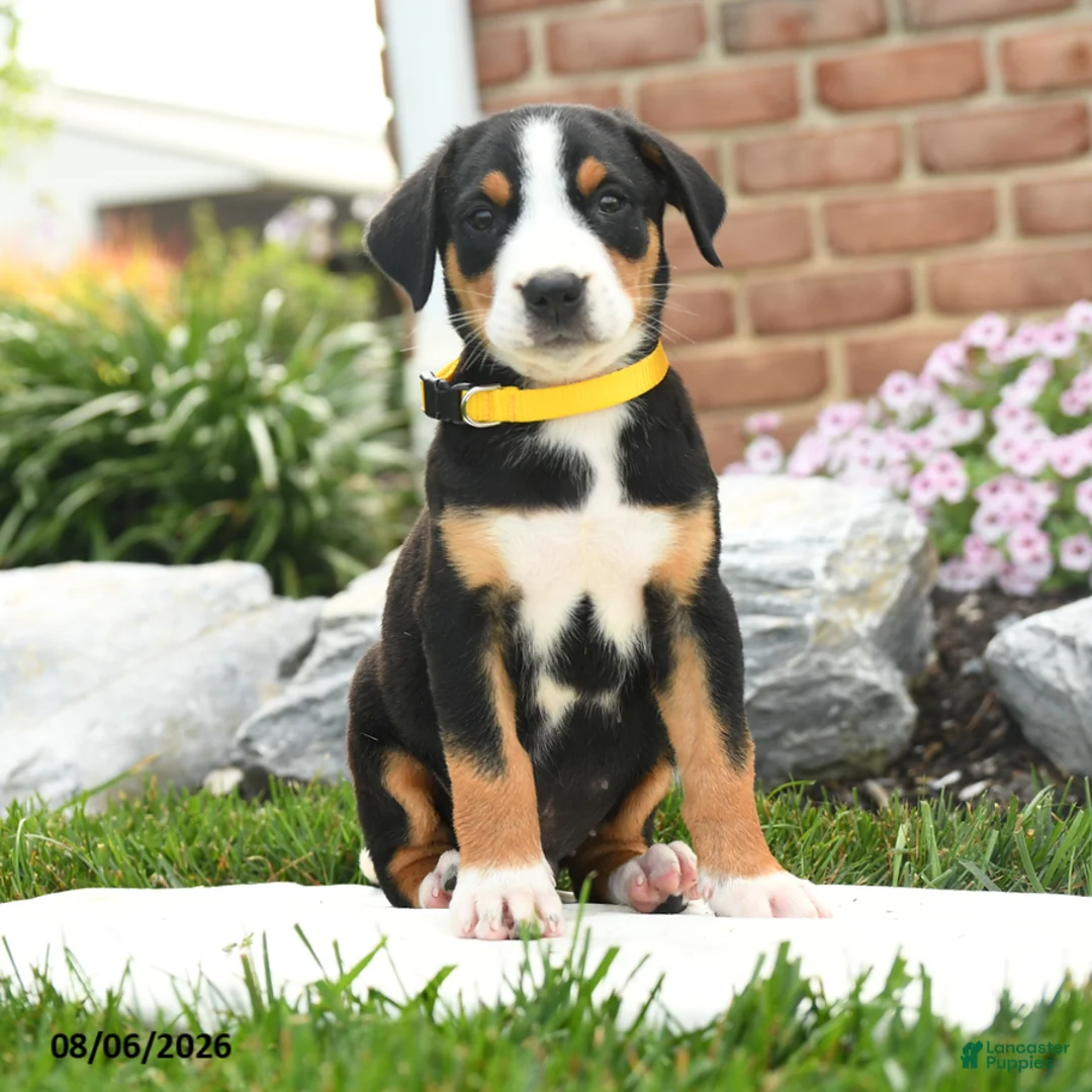 Greater Swiss Mountain Dog dogs for sale: Patriot - Ad 1