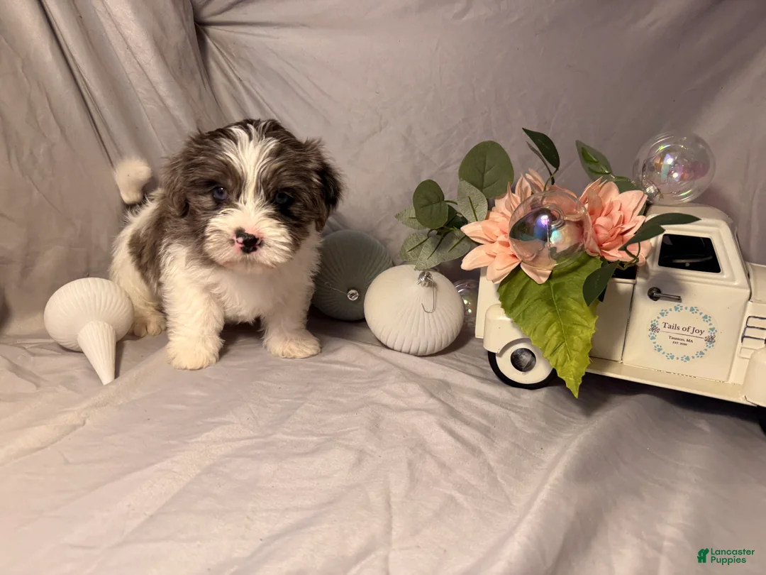 Yorkshire Terrier dogs for sale: Puck  - Ad 3