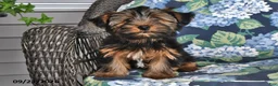 Yorkshire Terrier dogs for sale: Casey - Ad 3