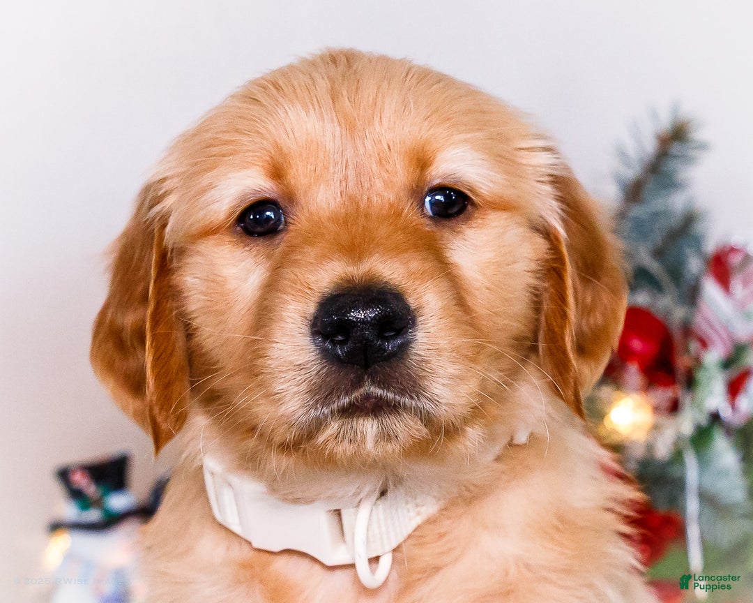 Golden Retriever dogs for sale: Goldie - Ad 11