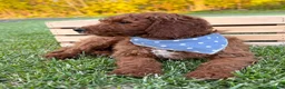 Irish Doodle dogs for sale: Copper - Ad 6
