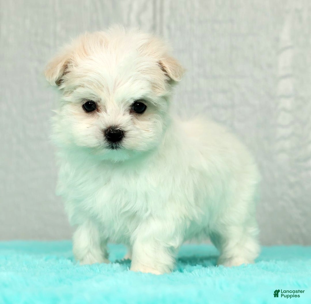 Maltese dogs for sale: Betsy - Ad 3