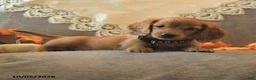 Miniature Dachshund dogs for sale: Sawyer - Ad 4